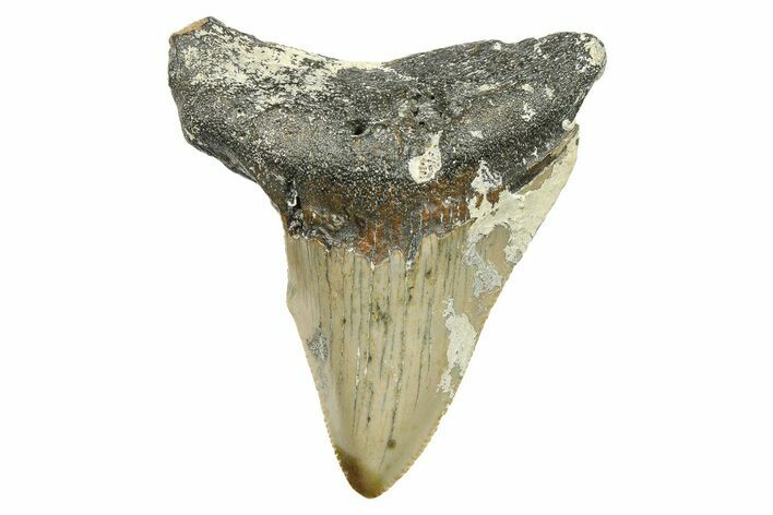 Bargain, Juvenile Megalodon Tooth - North Carolina #294436